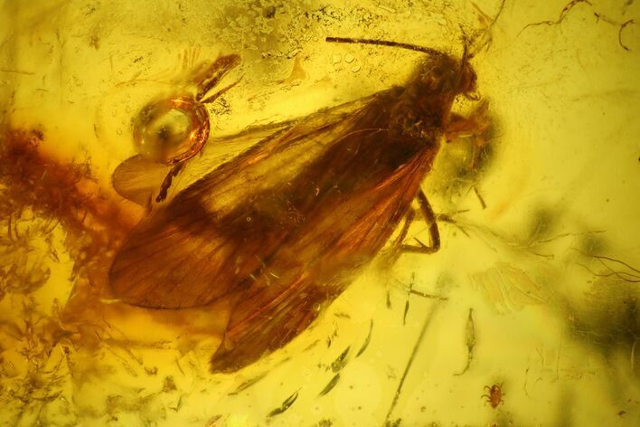 Detailed Fossil Caddisfly (Trichoptera) In Baltic Amber #128332